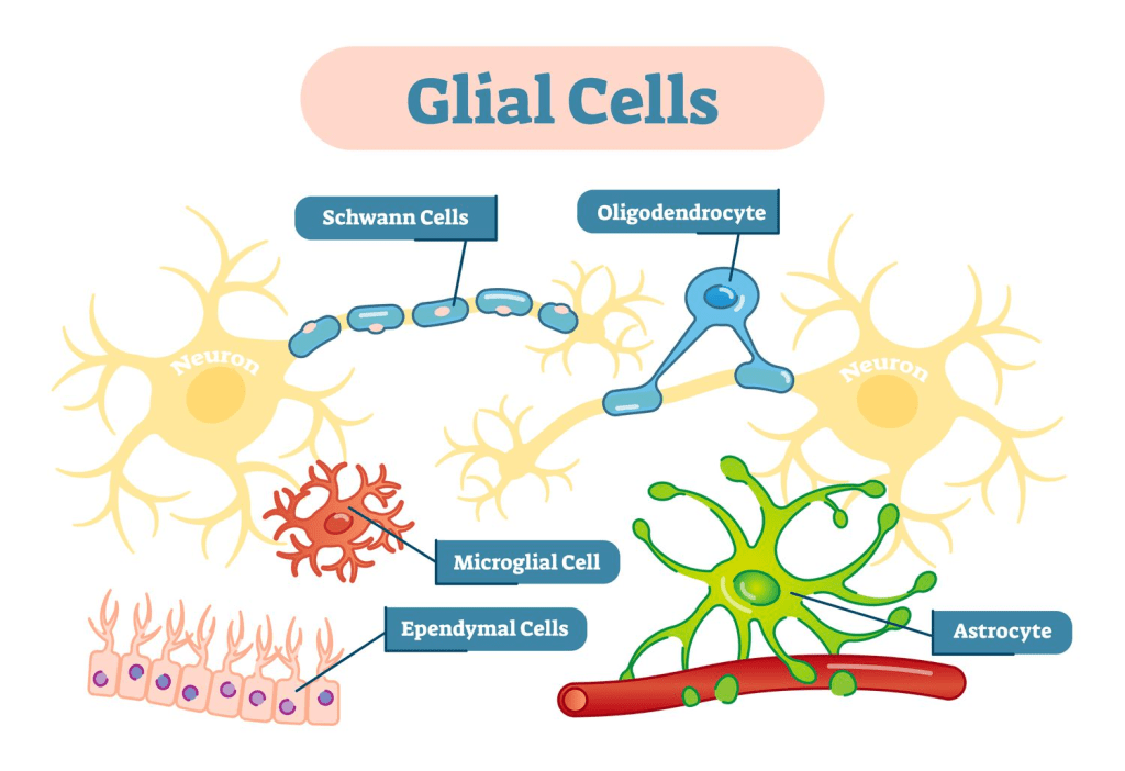Glial Cells: Function and&nbsp;Anatomy