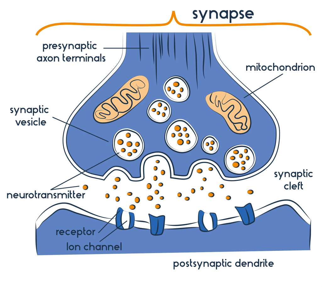 Neurotransmitters