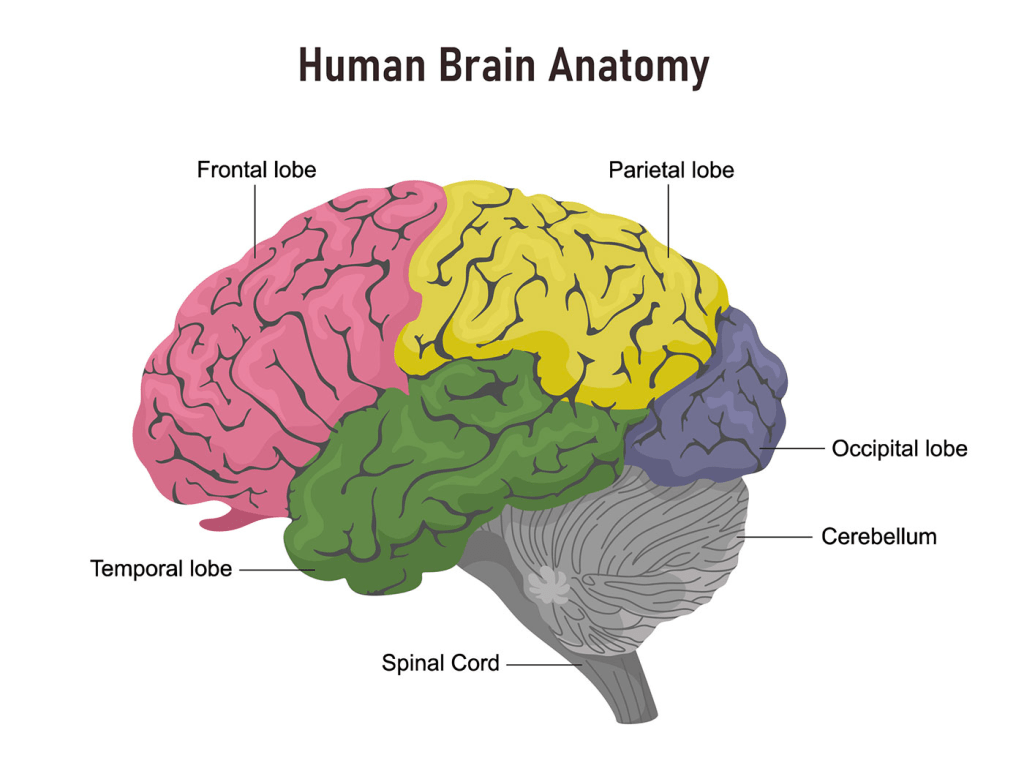 Brain Anatomy