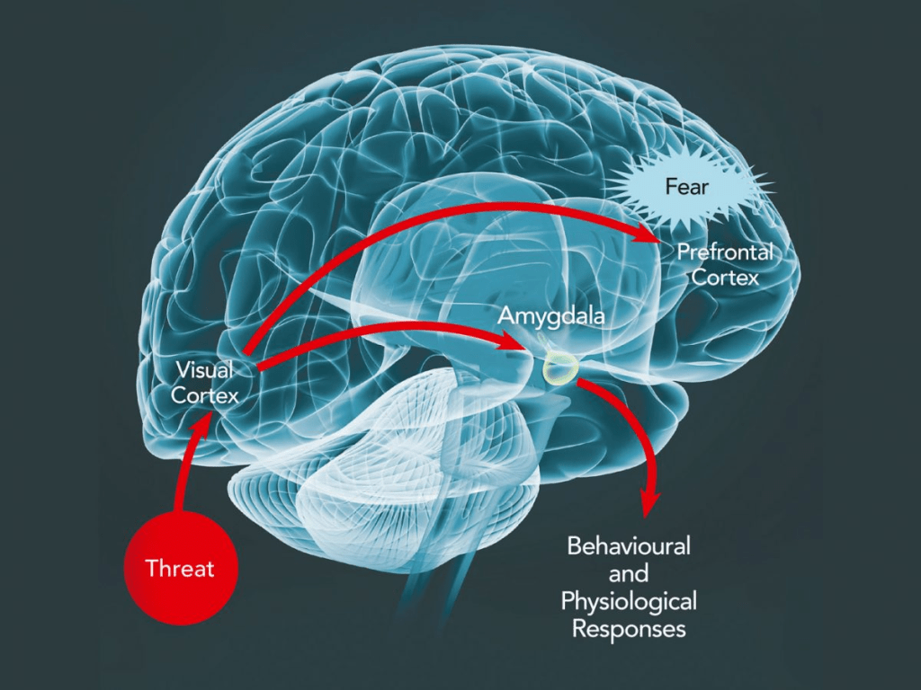 Neurobiology of Fear – Why Are Some People&nbsp;Thrill-Seekers?