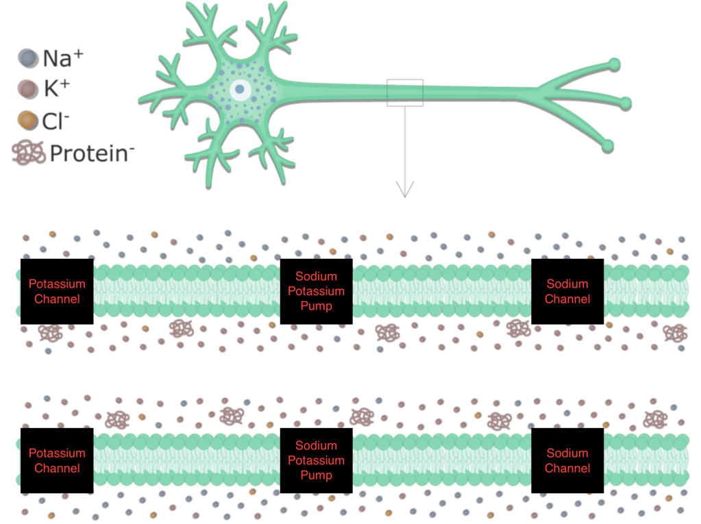 The Axon Terminal: Orchestrating Neuronal&nbsp;Communication